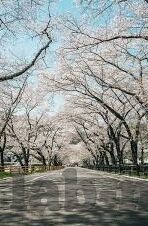 波多野结衣一区二区-波多野结衣，一区二区的艺术探索与文化影响